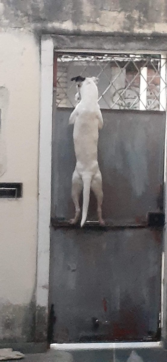DudaMendes__90's tweet photo. Só acho q minha cachorra não é normal kkkkkkk

#Safira #monstrinha #minhadog https://t.co/OGjG1wBrmc