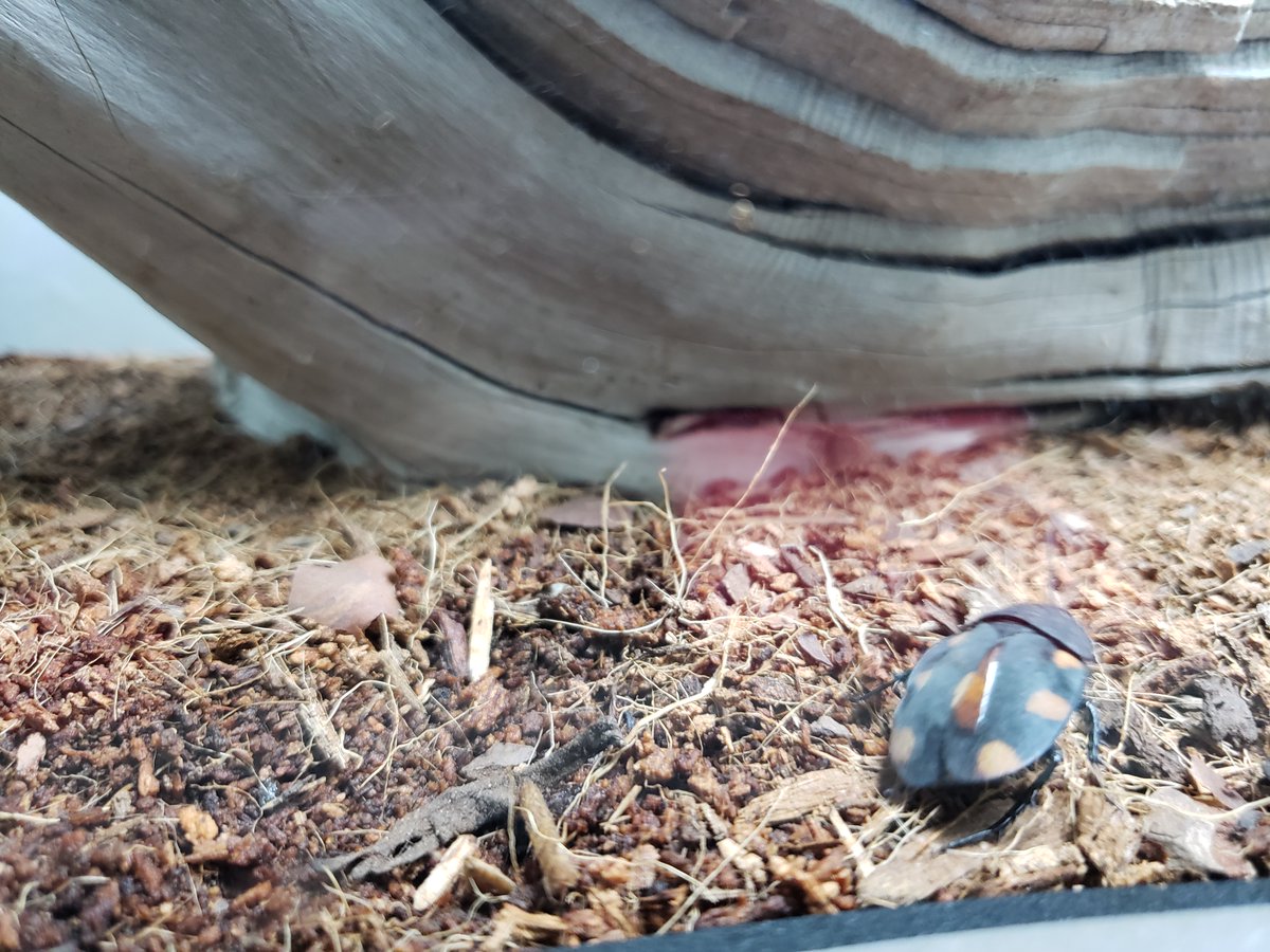 Rsalomon_MM's tweet photo. On est allé visiter le nouvel #Insectarium de #Montréal! Une expérience immersive où on nous invite à se mettre dans la peau des insectes. Ça ouvre au grand public le 13 avril!
#mm #abugslife https://t.co/FA043WwK3Y