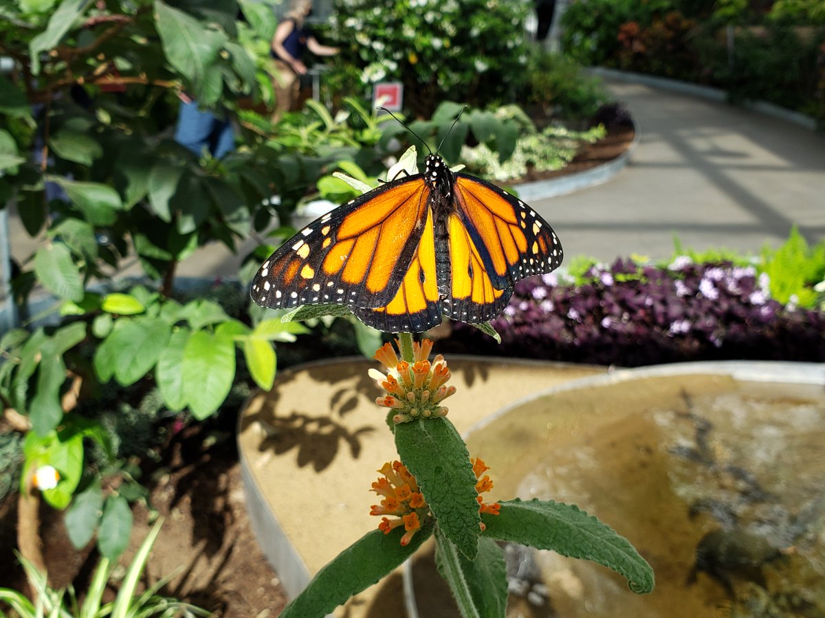 Rsalomon_MM's tweet photo. On est allé visiter le nouvel #Insectarium de #Montréal! Une expérience immersive où on nous invite à se mettre dans la peau des insectes. Ça ouvre au grand public le 13 avril!
#mm #abugslife https://t.co/FA043WwK3Y