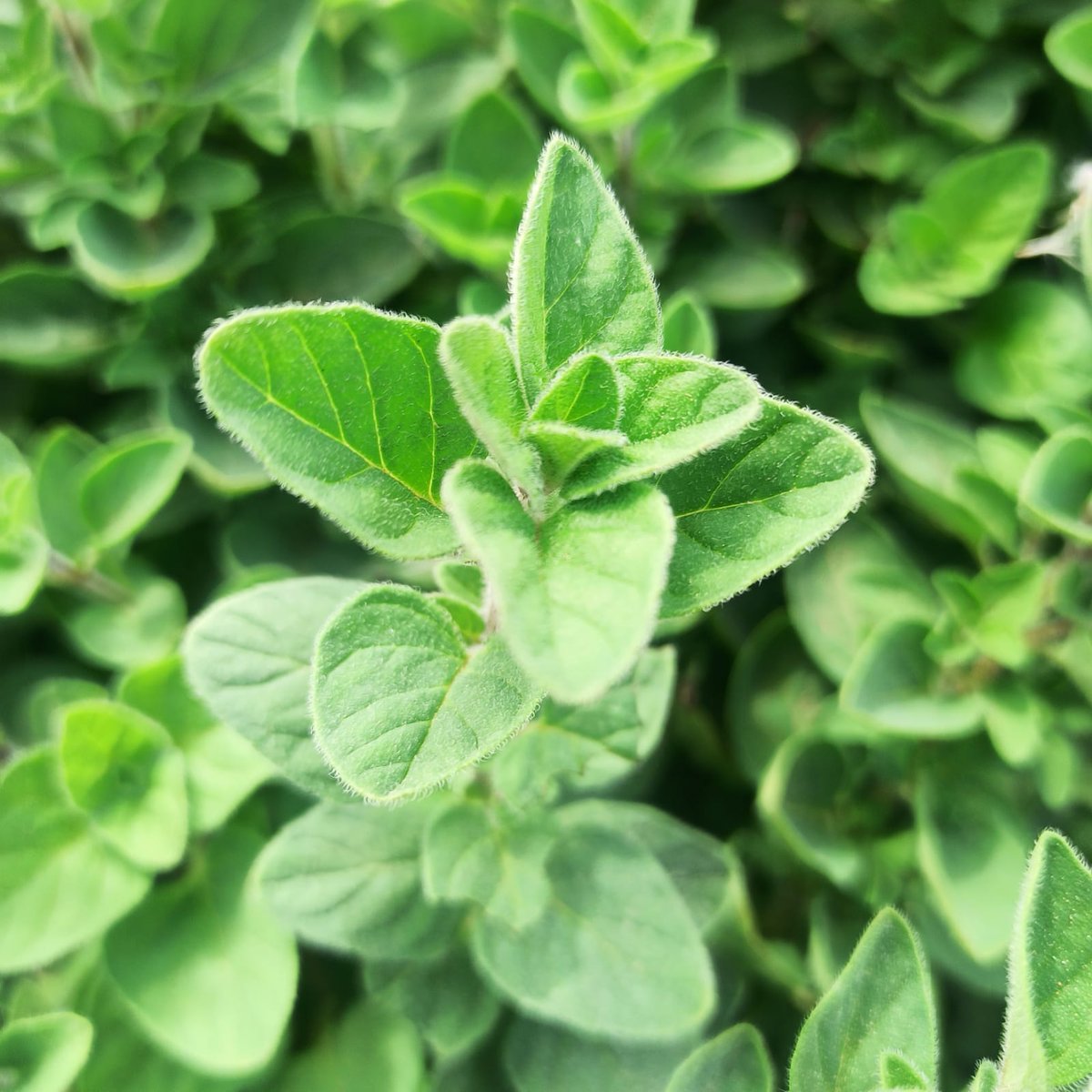 LOCOFOODUAE's tweet photo. Organic oregano from LocoFood farms in Al Hayer, UAE

LocoFood Box delivery schedule:
Mondays - Dubai
Wednesdays - Abu Dhabi
Thursdays - Al Ain

Order weekly delivery at https://t.co/9rawEqL5U6 / 050-2278848

@locofooduae #alwayslocal #alwaysorganic https://t.co/hRZcAuLKF6
