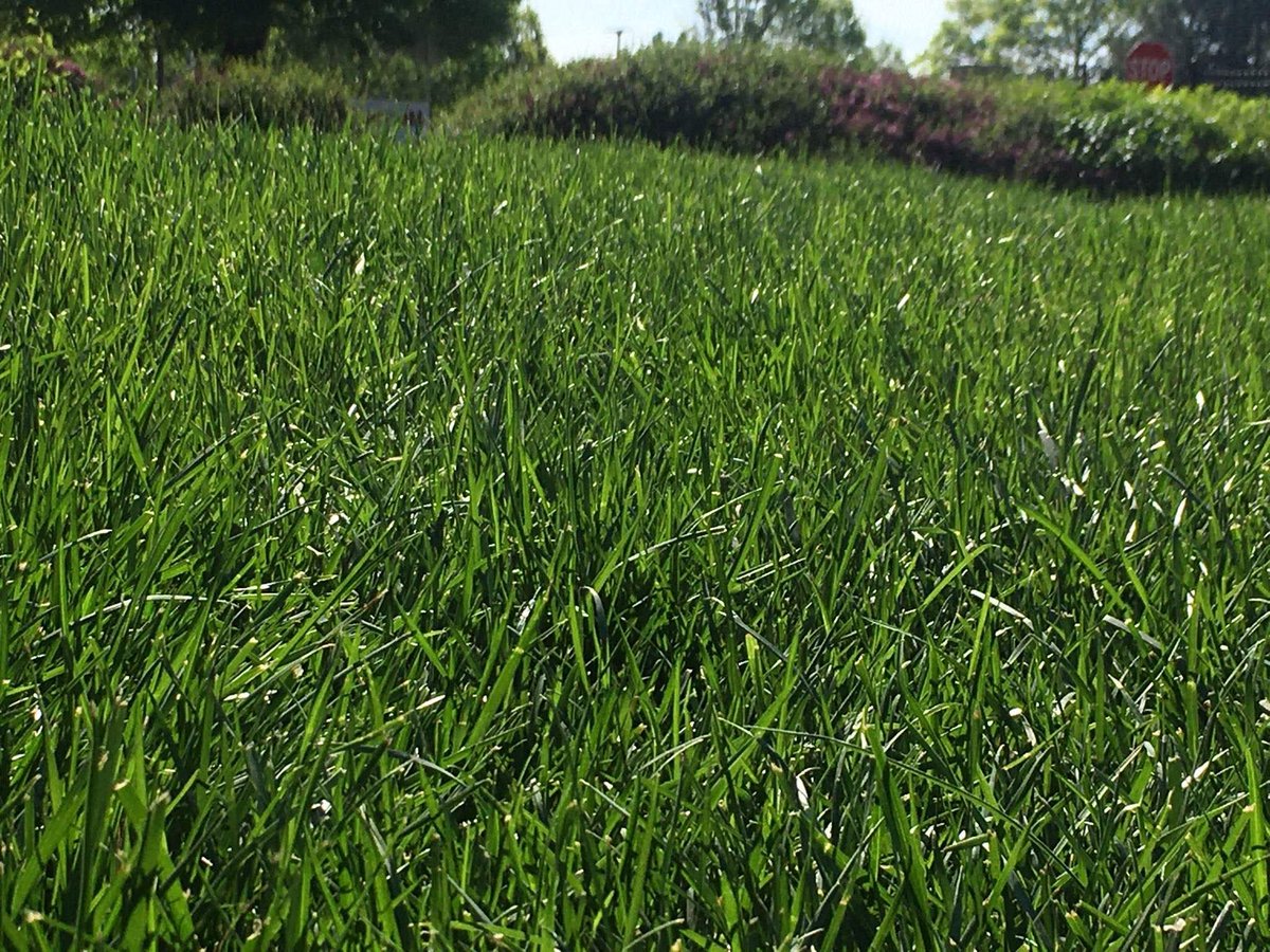 Spring is here and so is mowing season. We are starting regular routes this week. 
We are looking forward to getting this season going. 
For all of your lawn and landscape needs, please visit our website or give us a call. 
brummellawn.com 🟢 816-525-8333
#mowing