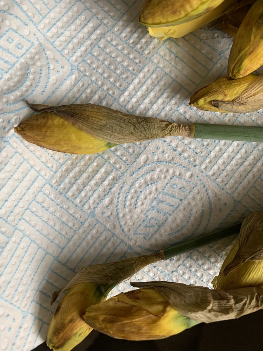 Paul Richard Dyer tweet media