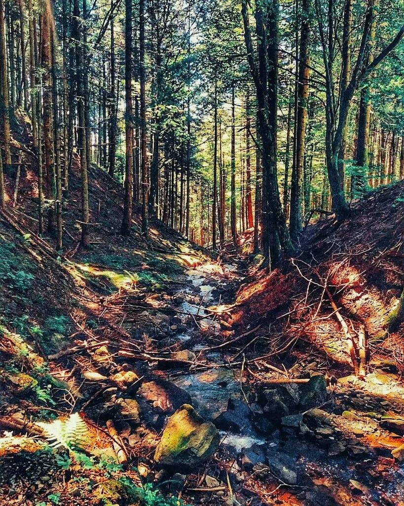 Into the wild
.
Photo by @djtoraki
.
#tuscanyplanet #traveltotuscany #visittuscany #tuscany #toscana #forestecasentinesi #trekking #wildlife #naturecolors #parcodelleforestecasentinesi instagr.am/p/Cb-spHoL615/