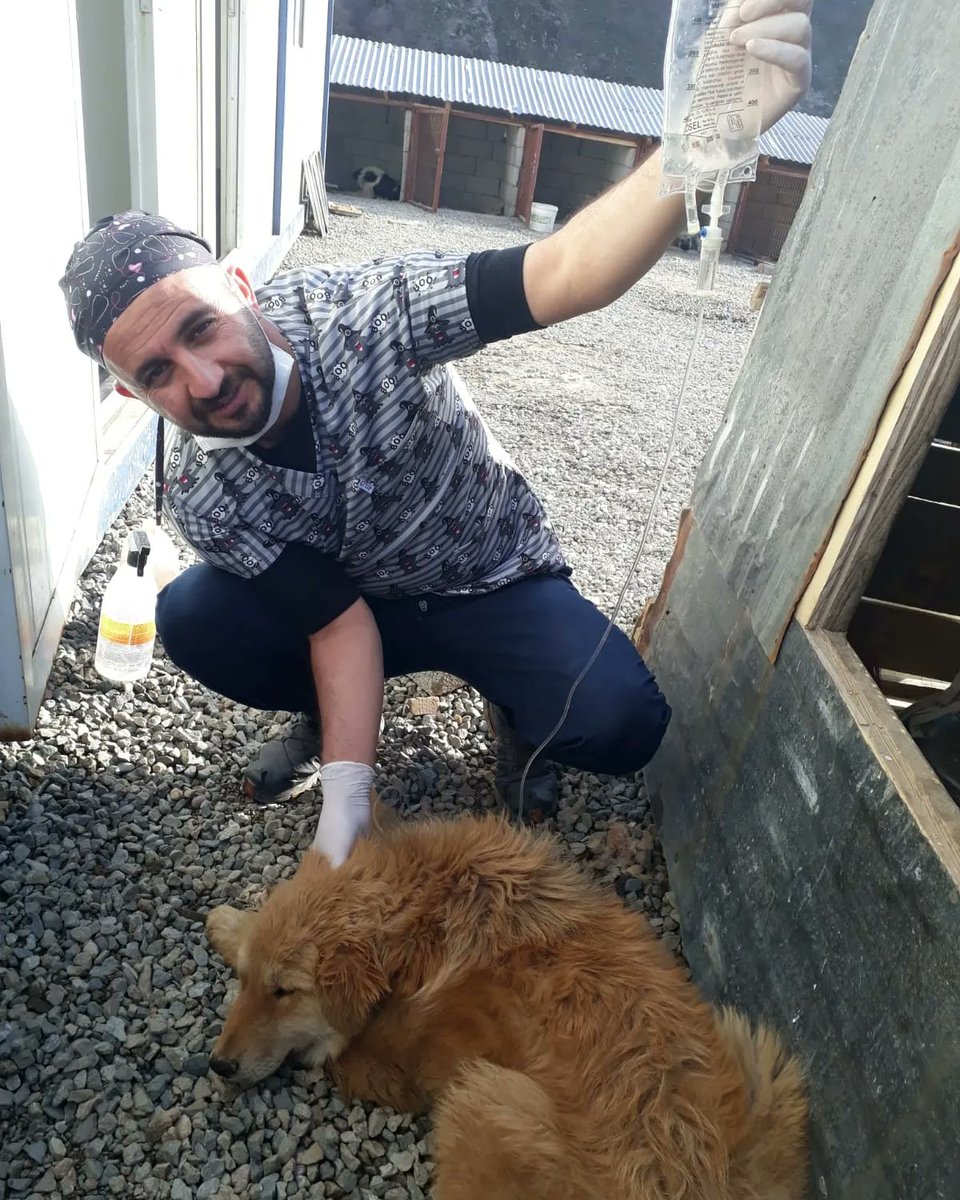 SemHayDer's tweet photo. Havalar iyice ısındı. Bir taraftan Candostlarımızı kısırlaştırıyor, bir taraftan da sağlık taramasından geçiriyoruz. 
#candostlarımızlayız.
#CanDostlarımız
@HakkariValiligi
@idrisakbiyik
@GSemdinli
@SemdinliBldyesi
@HaytapOfficial https://t.co/1vQT6s9ODB