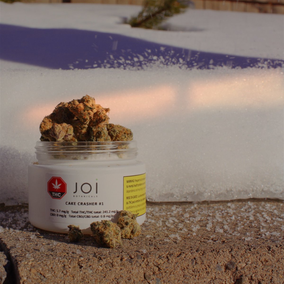 Cake Crasher 1 is the quintessential earthy indica.

CC1 is our hybrid strain bred from Wedding Cake &amp; Wedding Crasher. It boasts a strong berry &amp; licorice aroma w slightly, earthy undertones. This colorful, dense and frosty flower is still available on order sheets in AB!