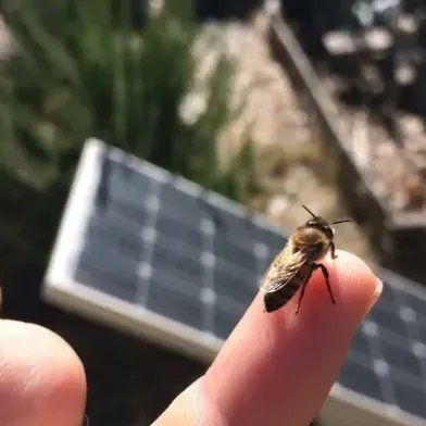 We're updating our FAQ's for Eyesonhives!
Have any questions you don't see answered about our beehive health monitor? For example, can you use a device where there's no power or wifi where the hive is located? Try solar power and a mobile hotspot! 😎 eyesonhives.com
#bees