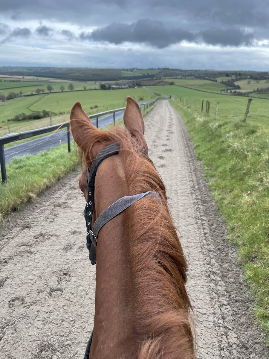 oismurphy's tweet photo. Fast work has begun for many 2 yr olds. I really enjoy this time of the year. https://t.co/9opGrFlp61