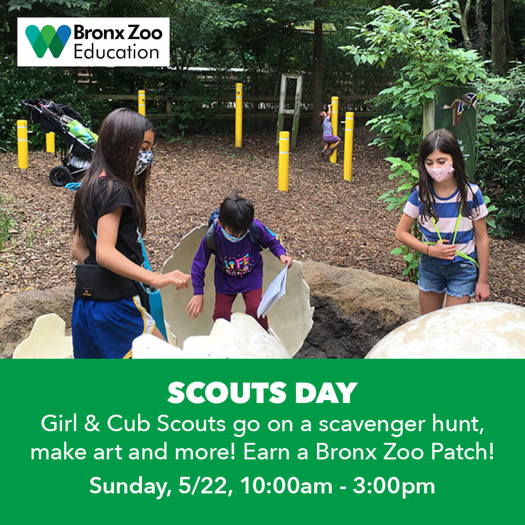 wcseducation's tweet photo. Scouts join us for our new badge workshop and more!
#scouts #badgeworkshops #workshops #scout #girlscouts #cubscouts #wcseducation #bronxzoo #queenszoo #centralparkzoo #nyaquarium #prospectparkzoo #girlscout #cubscout #girlscoutsnyc #zooanimals https://t.co/hmgrV2W6E0 https://t.co/5EbebPRnR0