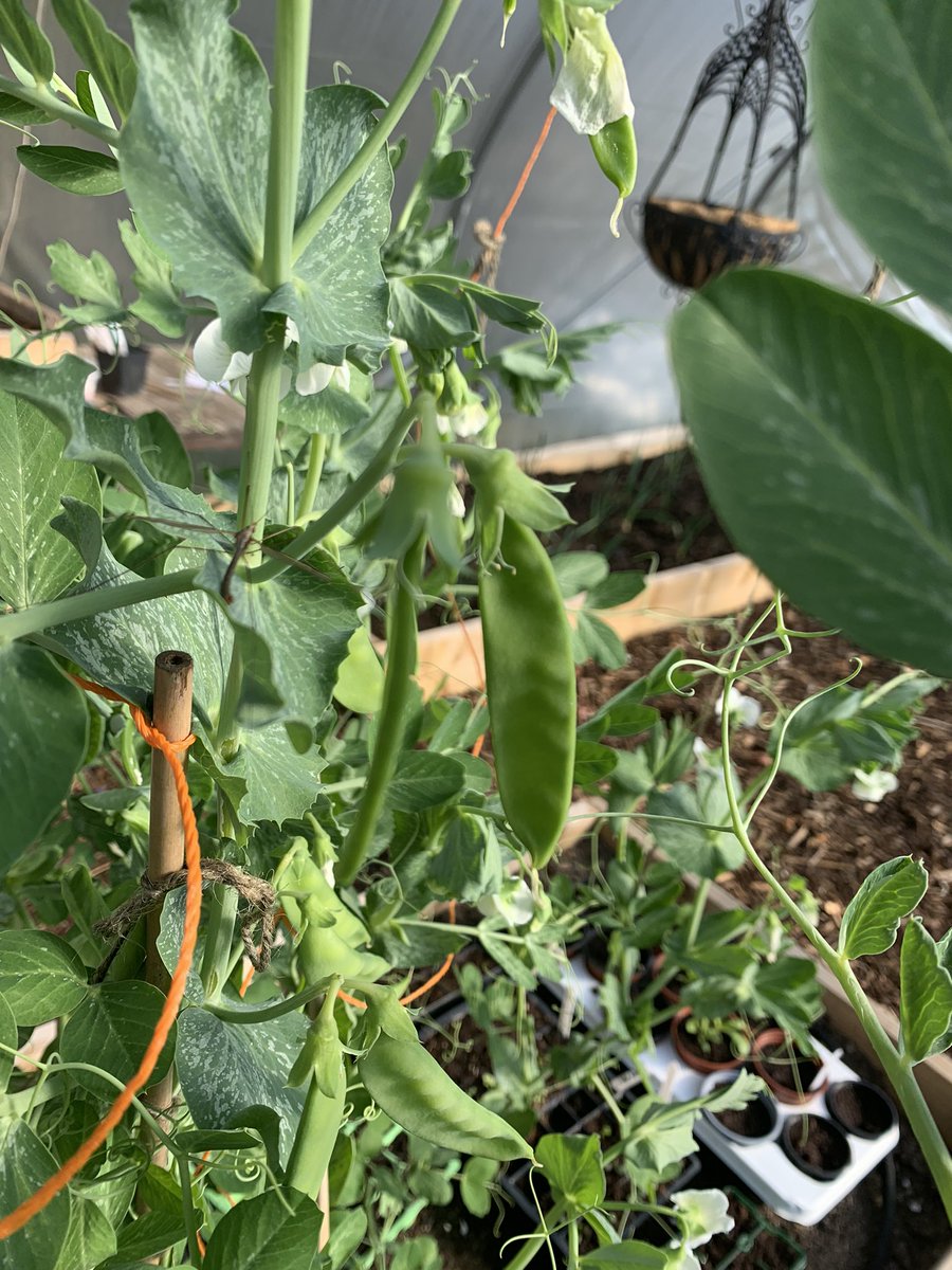 AnnMarieSheehy's tweet photo. @GardensHour Delighted to see pods on my peas planted in the polytunnel tunnel in December. #cavan #ireland #peas #polytunnelgrowing https://t.co/21KD7tMaNw