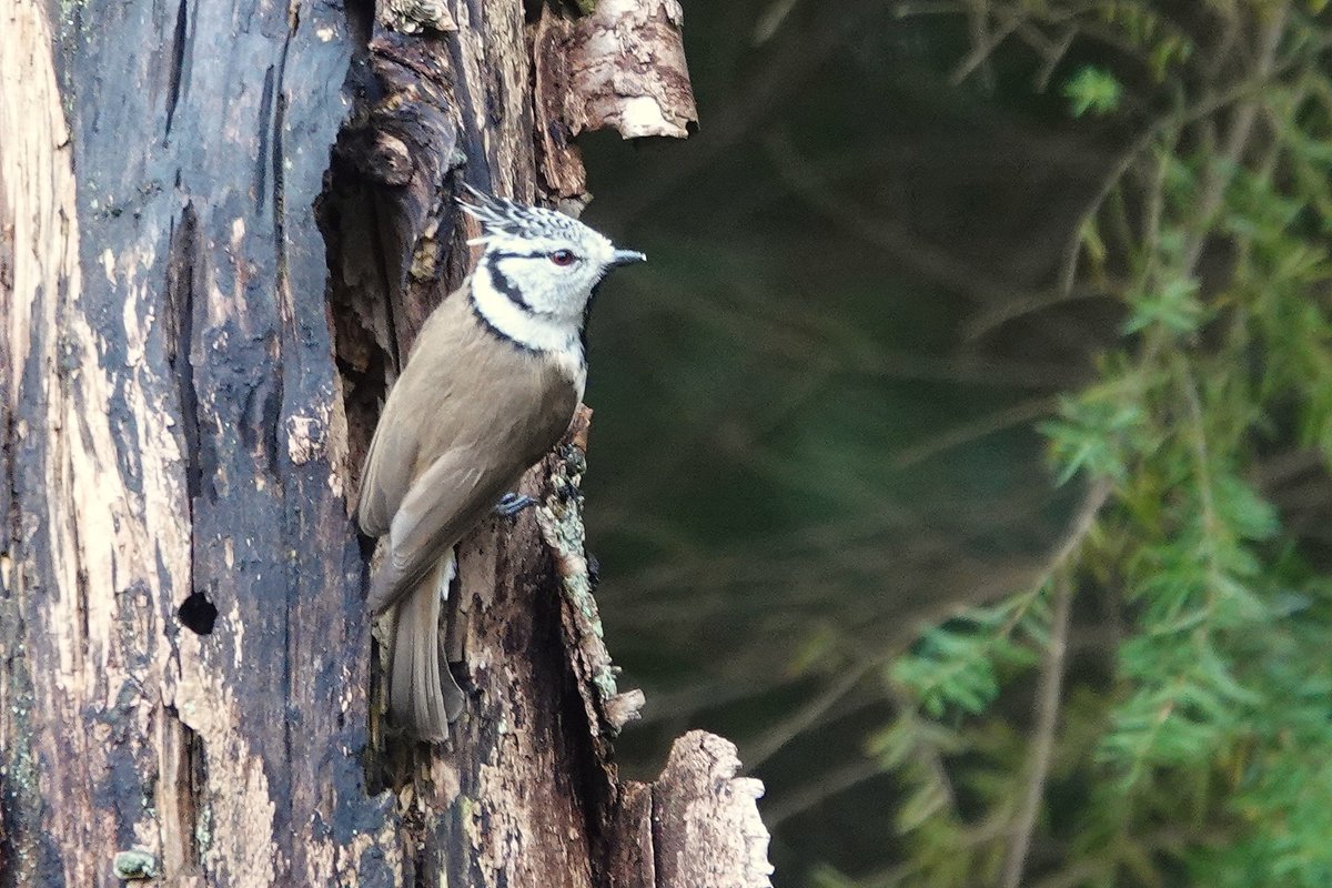 als je kuif maar goed staat....
fijne avond voor jullie allemaal🤗✨