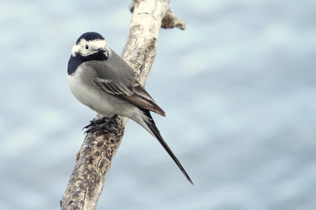 altijd bereid even te poseren, de niet zo schuwe witte kwikstaart! 
Slaap lekker straks, #welterusten😴🥱