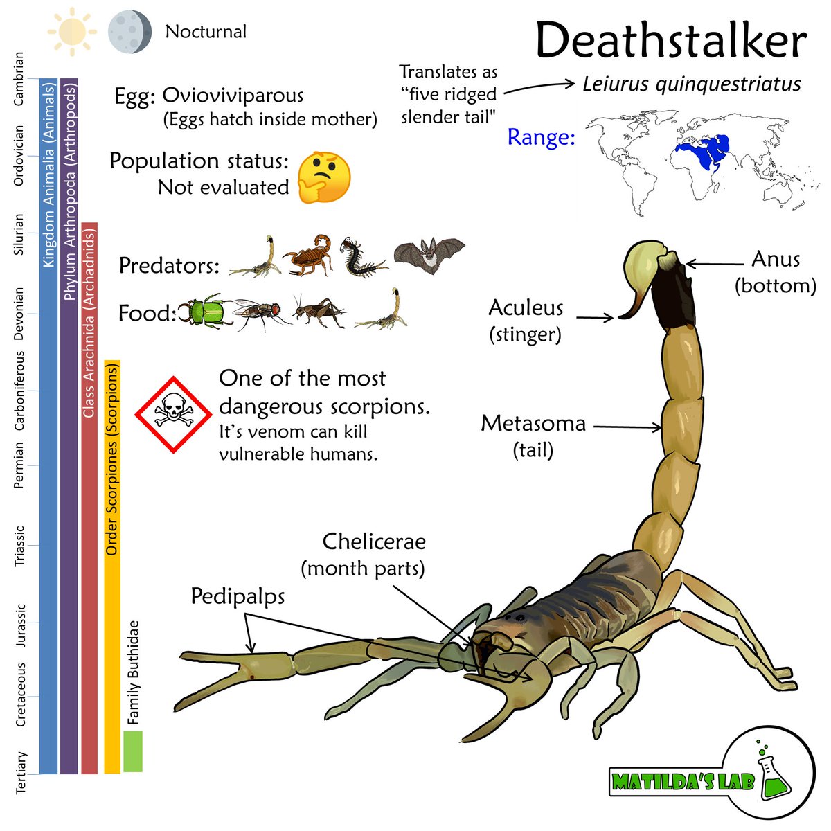 MatildasLab's tweet photo. I know, I missed a #TaxonomyTuesday last week but we're back this week with our first #scorpion on the #MapOfLife, the #deathstalker https://t.co/4hUwmbviH6
