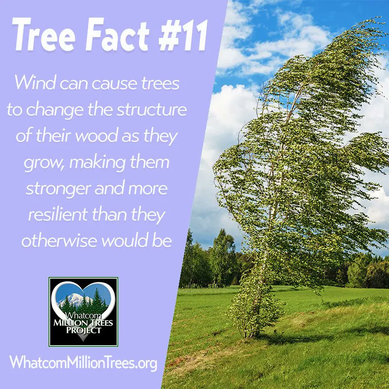 trees4whatcom's tweet image. this week&apos;s #treefacttuesday inspired by windy Whatcom weather :) 
 #whatcommilliontrees #trees