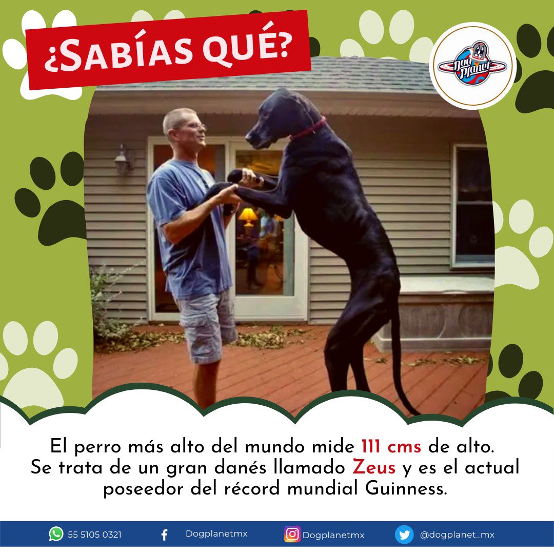 dogplanet_mx's tweet photo. Y tú, ya concías a Zeus? #perrosfelices #perrosdeinstagram #mascotas #dogs #doglover #dogsofinstagram #instadog #petlove #Puppie #doglove #bestfriend https://t.co/K1gEjujOTu