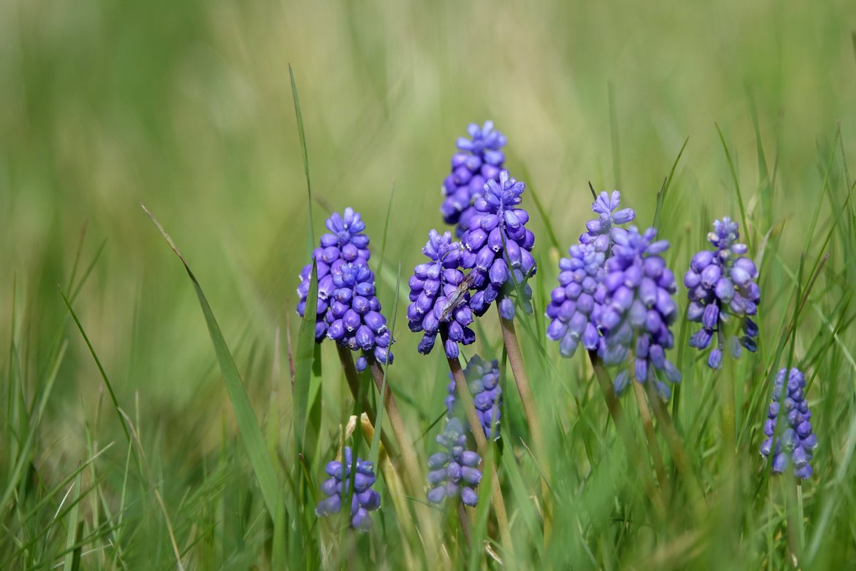 ja...doe maar bloemetjes en als je goed kijkt, zie je nog een mugje erop zitten!😁