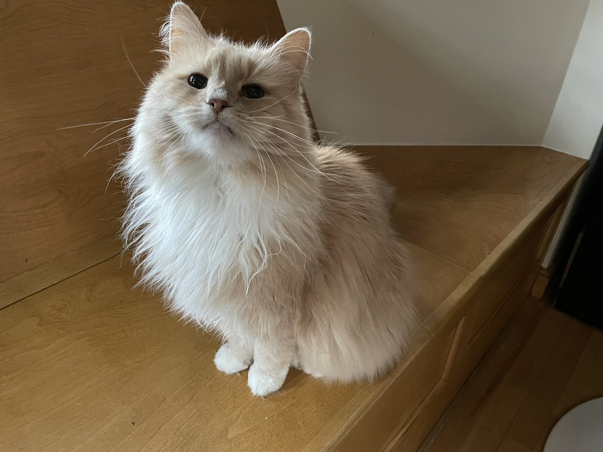 BeanQueen Gaddy tweet media