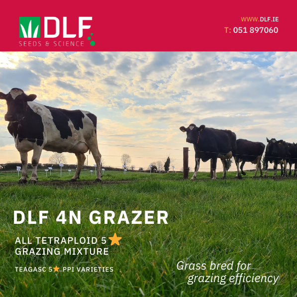 DLF_IRL's tweet photo. Available from your local merchant now
DLF 4N Grazer, 5 star grazing mixture ⭐⭐⭐⭐⭐
The ladies will no longer settle for anything less!
= 5 ⭐ grazing
= happy 🐄
= more 🥛
Learn more here https://t.co/lA9NLmVmG5
#grassmixture
#Irelandsbestgrassmix https://t.co/iMmua6oN3i