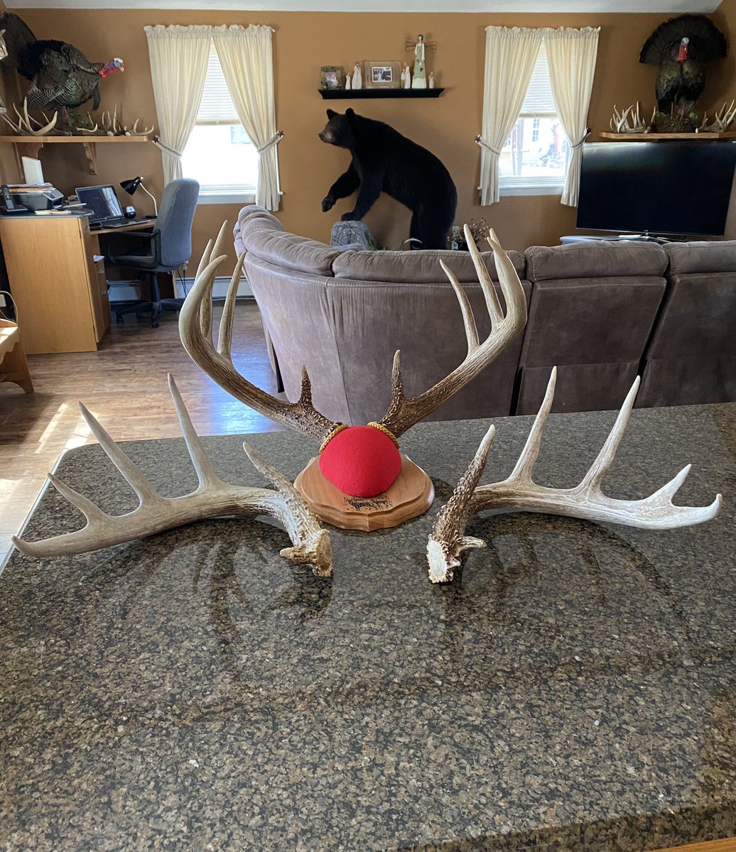 Took almost a year to the week to match up this stud 10 points rack. Found his left side 4/24/21 2021, and his right side yesterday (4/4/22) not 150 yards from the first one. Surprisingly no chews. This makes two sets from this buck, my son found his set in 2019 as well.