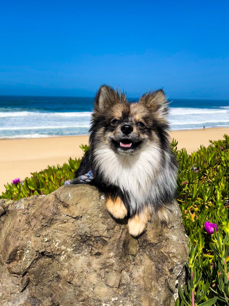 LittleManKoda's tweet photo. Leaving paw prints everywhere I go🐾🌊 #beachdog #pommom #pomeranian #dogcommunity #wolfsablemerle #pomstud https://t.co/5y6Q1dhDzb