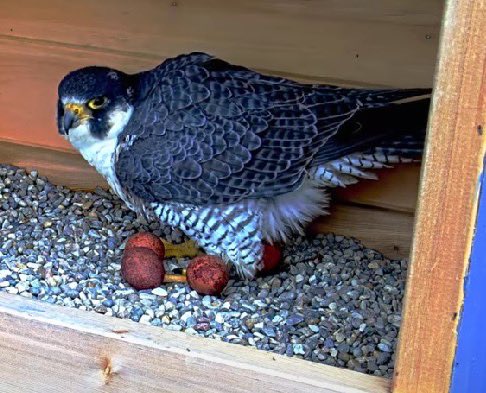MSUFWClub's tweet photo. Can you believe it?? Our feathered family now has FOUR EGGS! Peregrine falcons are known to produce 2 to 5 eggs on average. Are we going to get another addition to the family? Guess we will have to wait and see https://t.co/tntKg1mYvY