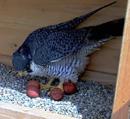 MSUFWClub's tweet photo. Can you believe it?? Our feathered family now has FOUR EGGS! Peregrine falcons are known to produce 2 to 5 eggs on average. Are we going to get another addition to the family? Guess we will have to wait and see https://t.co/tntKg1mYvY