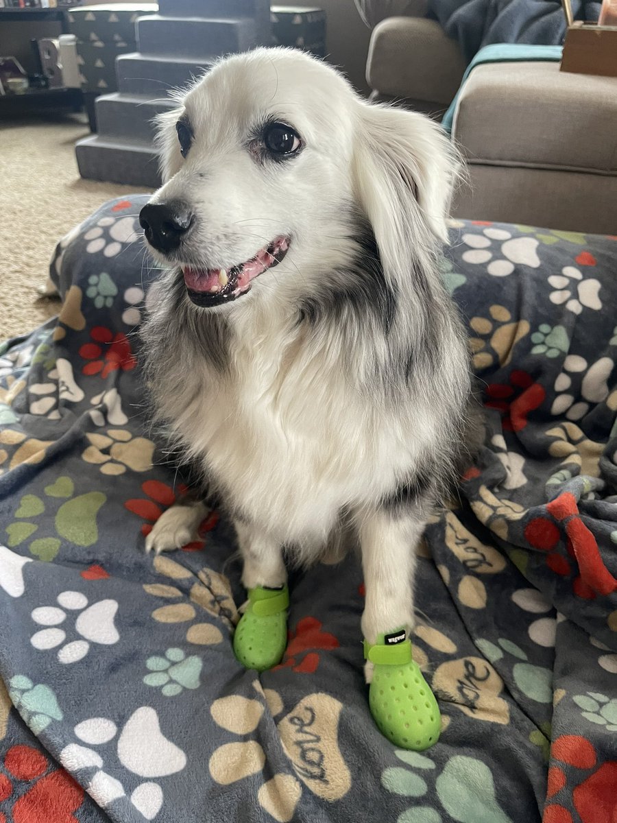 britneycalvert's tweet photo. Got the kiddos doggie crocs for our Arizona trip this summer and look how cute they are!!! https://t.co/QYhA79ZcI6