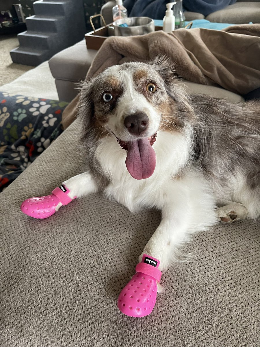 britneycalvert's tweet photo. Got the kiddos doggie crocs for our Arizona trip this summer and look how cute they are!!! https://t.co/QYhA79ZcI6