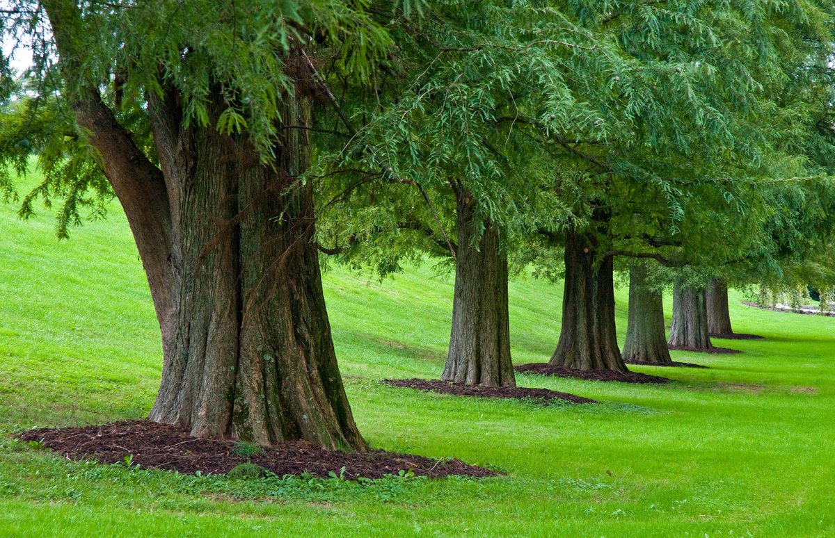 longwoodgardens's tweet photo. Looking for ways to celebrate Arbor Day at home or in the classroom? Registration is now open for our FREE, interactive, 30-min Virtual Field Trip 🌳 Arbor Day: Celebrating Our Trees 🌳 For grades K–8 on 4/8, 13, 22 and 26. 

Register ➡️ https://t.co/EaukwN3sDL https://t.co/1Q7zaUHaR8