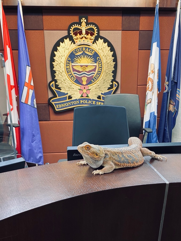 DrKendraCoulter's tweet photo. The Edmonton Police Service is home to Canada's first anti-cruelty policing unit and to this fine fellow, Fred, one of the many animals the team has helped. Historic work featured in #DefendingAnimals (2023, @mitpress). Here Fred enjoys the Chief's boardroom desk. #AnimalsAtWork https://t.co/sya7y0vulP
