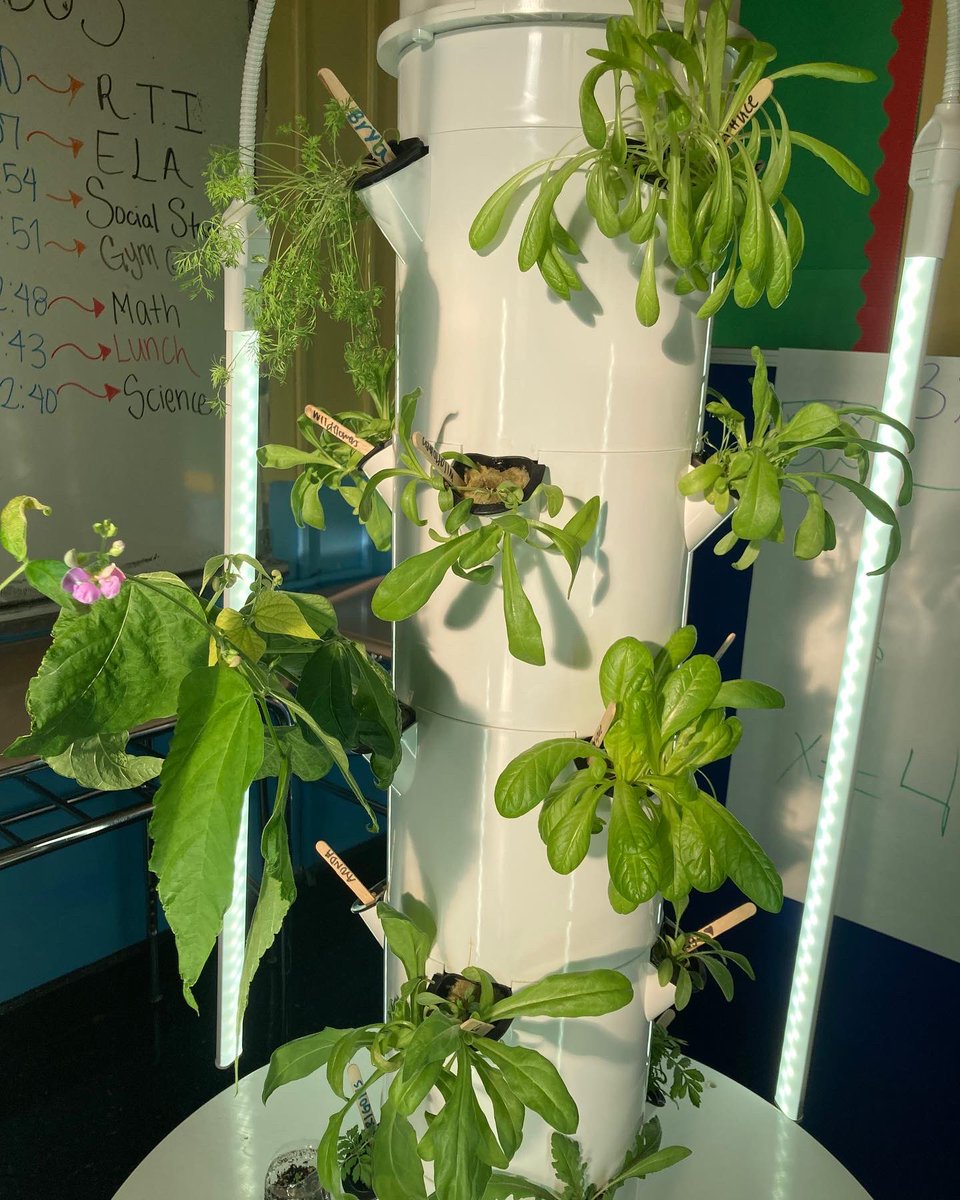 BWA09x323's tweet photo. Look at us grow! More info at https://t.co/7exGWeS6rE @ucs_uft @CSD9Bronx #NYCDistrict9 #BronxCouncilDistrict16 #BronxCommunityBoard4 @NYCSchools @NYCMayorsOffice @DOEChancellor @nycgov https://t.co/YMTx7Mp4dZ