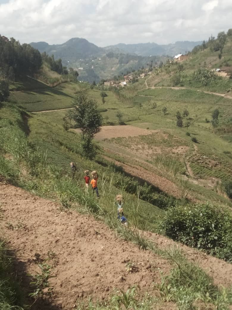 YouthNgororero's tweet photo. Mu rwego rwo kurwanya isuri n'inkangu byibasira  @NgororeroDistr 
Urubyiruko rwo muri @KabayaSector rwateye ibiti 290 mu tugari twa Gaseke na Nyenyeri
#inkomezabigwi9

@RwandaWest @HabitegekoF @RwandaEmergency @gatjmv @RwandaYouth @YouthCultureRW @RMbabazi @mwesigwa120 @Imbuto https://t.co/amLXmSorYJ