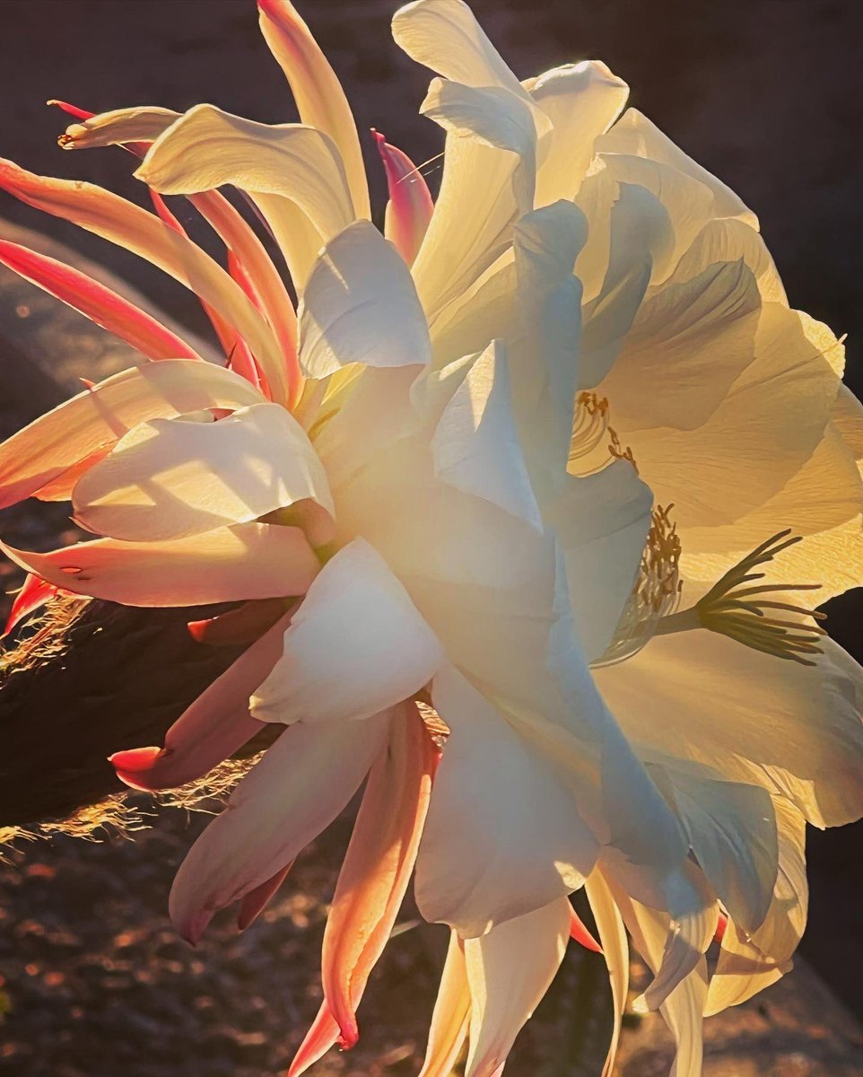 johannebailey's tweet photo. Big blooms #Arizona #giant #fragrant https://t.co/9DMBhVYZCo