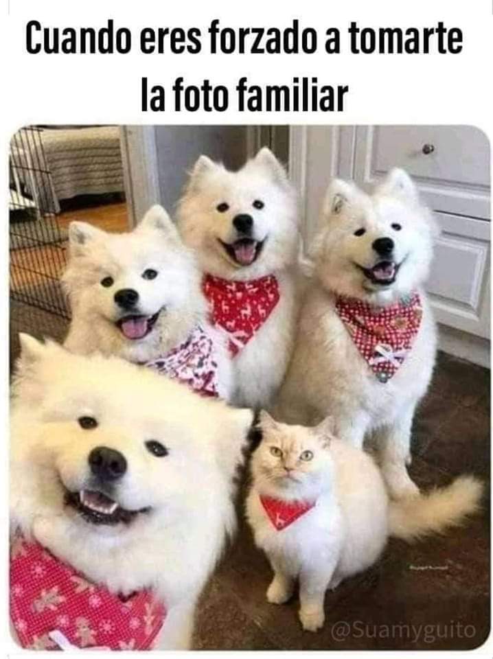 UnGatoLetrado's tweet photo. 😸😸😹😹 https://t.co/hSBMm3o1WT