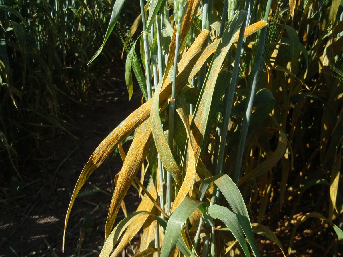 WSUSmallGrains's tweet image. Did you hear? There&apos;s a new #StripeRustUpdate for 2022! @WSUWheatDoc wrote a #TimelyTopic with some good news: stripe rust is getting a late start this year. Find out more at the link below 👇🌱
smallgrains.wsu.edu/moderate-strip…