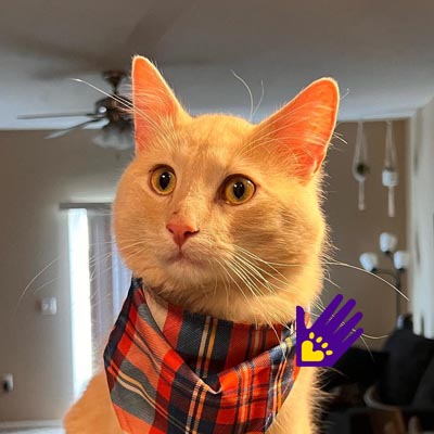 NHSCats's tweet photo. Congrats to Leo and @Rachelle_Leann for being the new winners of #FeatureMyCat! Thank you to everyone who sent in a photo this time - make sure you tune in to the #KittenShower tomorrow if you'd like to see more cats and kittens! https://t.co/jC4Rr4n7Vn