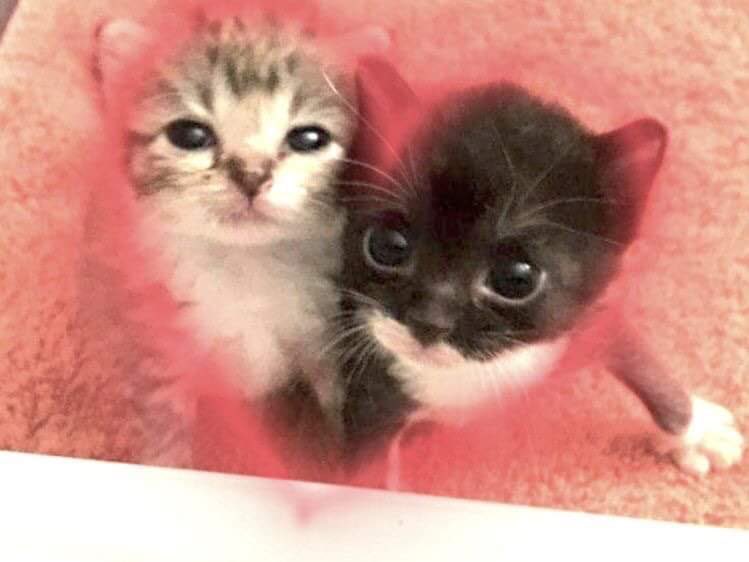 kimi 𐚁 ྀིྀིྀིྀིྀི (@piinkimi_) on Twitter photo 