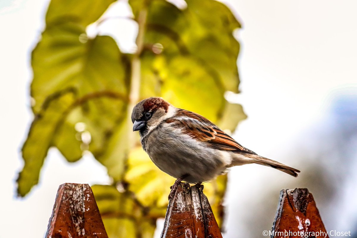ClosetMrm's tweet photo. #photography #photo #photooftheday  #jerseycity #nj #beautiful #Bird #birdphotography #2k22 #canon #canonphotography #photographyislife https://t.co/JdsqB1PLIm
