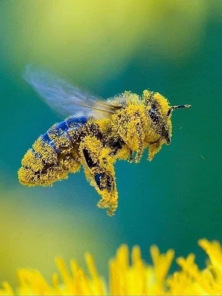 This photo represents everything to which we owe life and biodiversity, pollination. We can plant all the wind turbines and all the trees you want, but without this key element, life would not be what it is. Will you help to Take care of them?