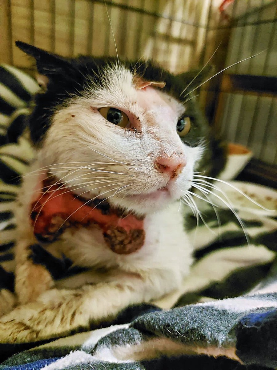 Refugio Animalea - Villamalea tweet media