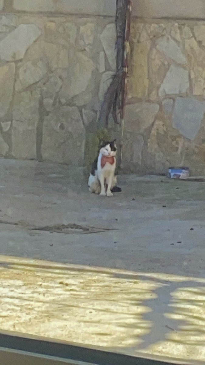 Refugio Animalea - Villamalea tweet media