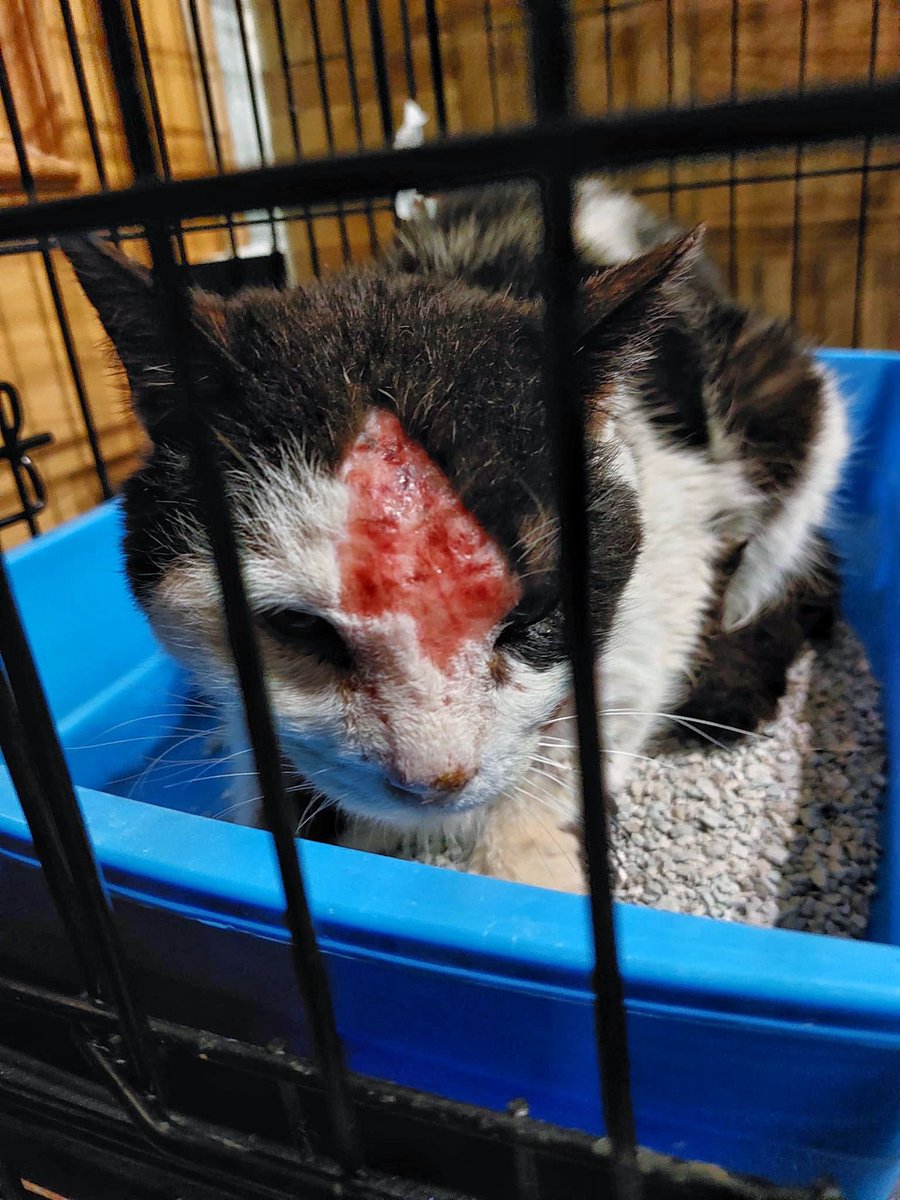 Refugio Animalea - Villamalea tweet media