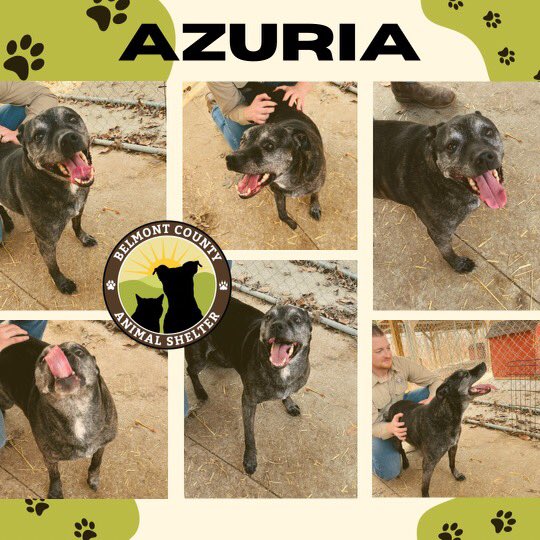 CountyBelmont's tweet photo. My name is Azuria and I’m 7 years young with a big heart and love for kitties and humans. If a night of snuggles and snacks is your thing, I might be the one for you. If you have other dogs in your home, you should come meet with me because some dogs may spook me a bit. https://t.co/K2FnzEAshe