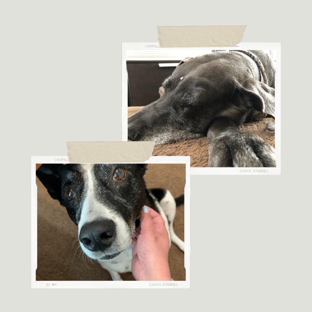 CaCo employees "woof" their furry office friends! 🐶 🐱 🐾

#remote #remotework #workfromhome #petsofinstagram #puppylove #CaCoArchitecture #dallasarchitects #dallasarchitecture