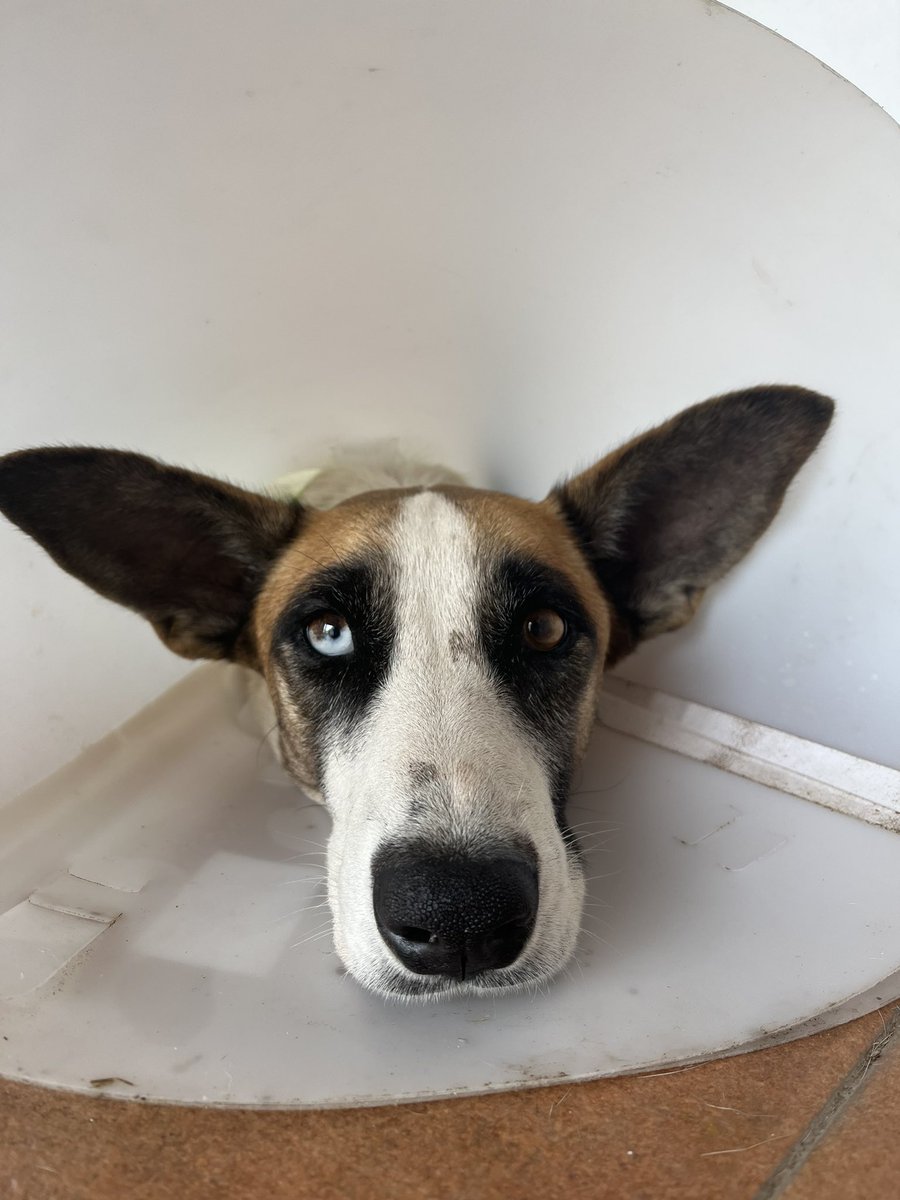 piruchaleiva's tweet photo. Ayúdenme a encontrarle casita a Monica! En unas semanas va a estar bella ♥️ . ES SUPER BUENA! 
RT https://t.co/ALwankm5pk