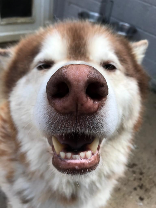 AdoptionsUk's tweet photo. Please retweet to help Bodin find a home #KENT #UK 

Big character, Malamute aged 10. He's looking for an adult home with breed experience. He can walk with other dogs but needs to be the only pet, overlooked please share 
DETAILS👇
https://t.co/0A3A0wIa2D
#Malamute #dogs #pets https://t.co/r0STkhOufb