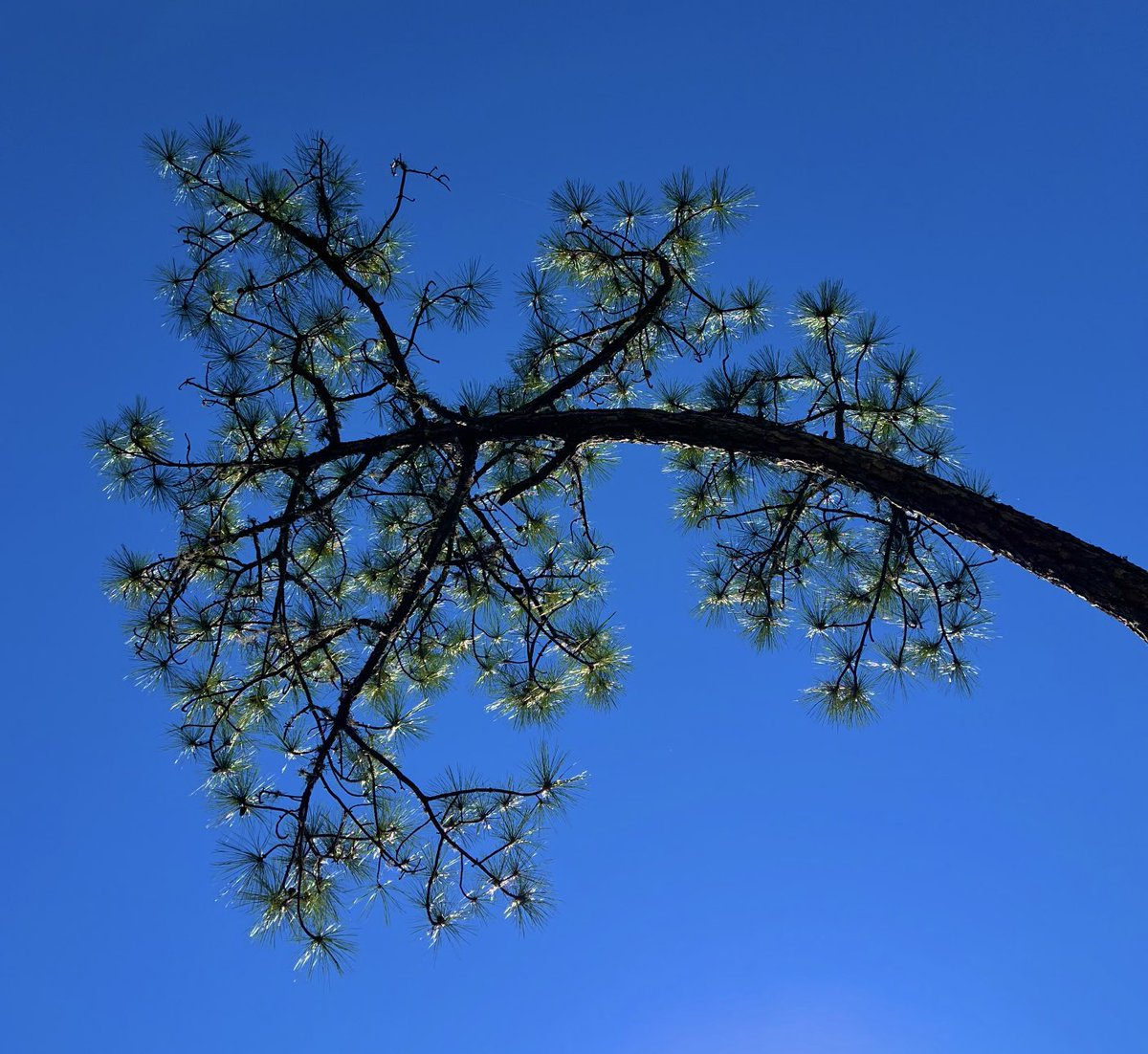 lynnsferrazza1's tweet image. #AprilTextureChallenge Pine tree against a beautiful blue sky.