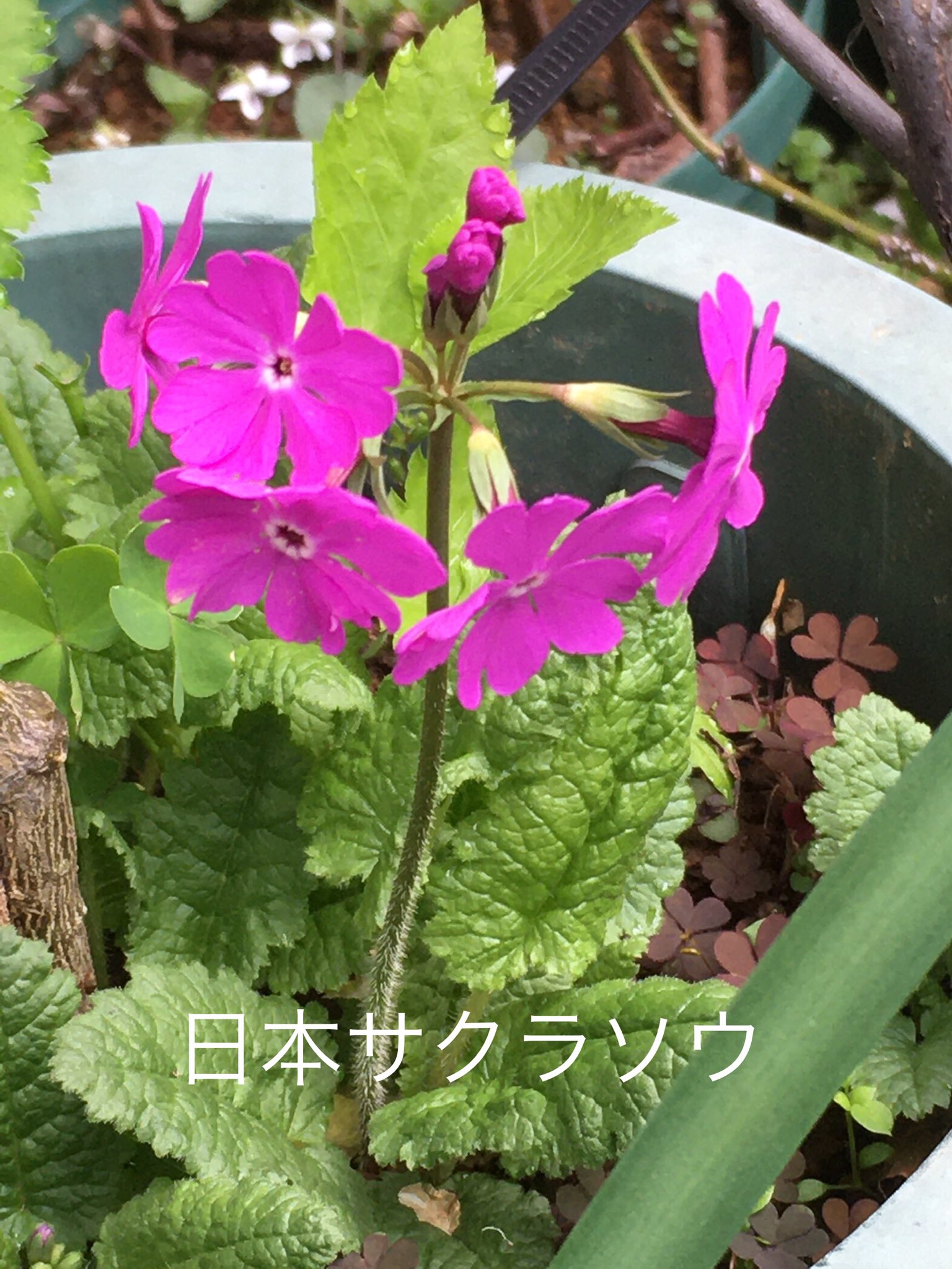 日本サクラソウ Twitter Search Twitter