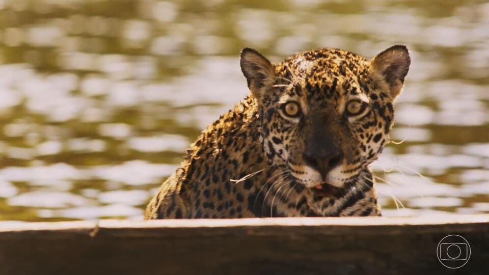 julianapaes's tweet photo. Juma Marruá nasceu, a onça apareceu e a lenda surgiu.. #pantanal 🐆❤️ O que acharam do capítulo de hoje???? https://t.co/V6cfMDyBWd