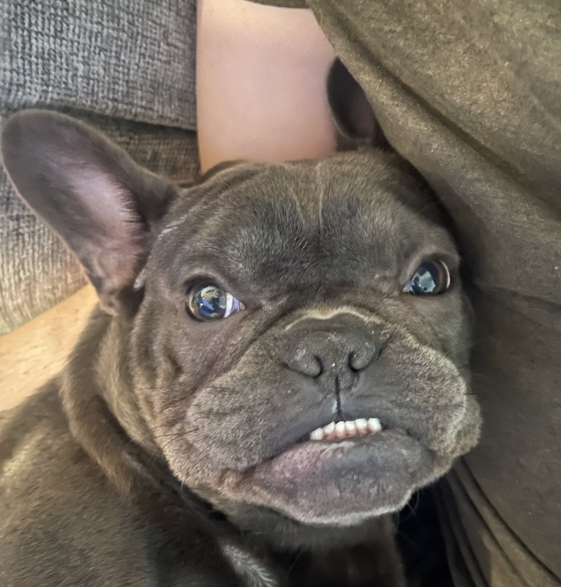 kirbydet's tweet photo. @baetog_ My handsome boy https://t.co/f4TKx9gz1y