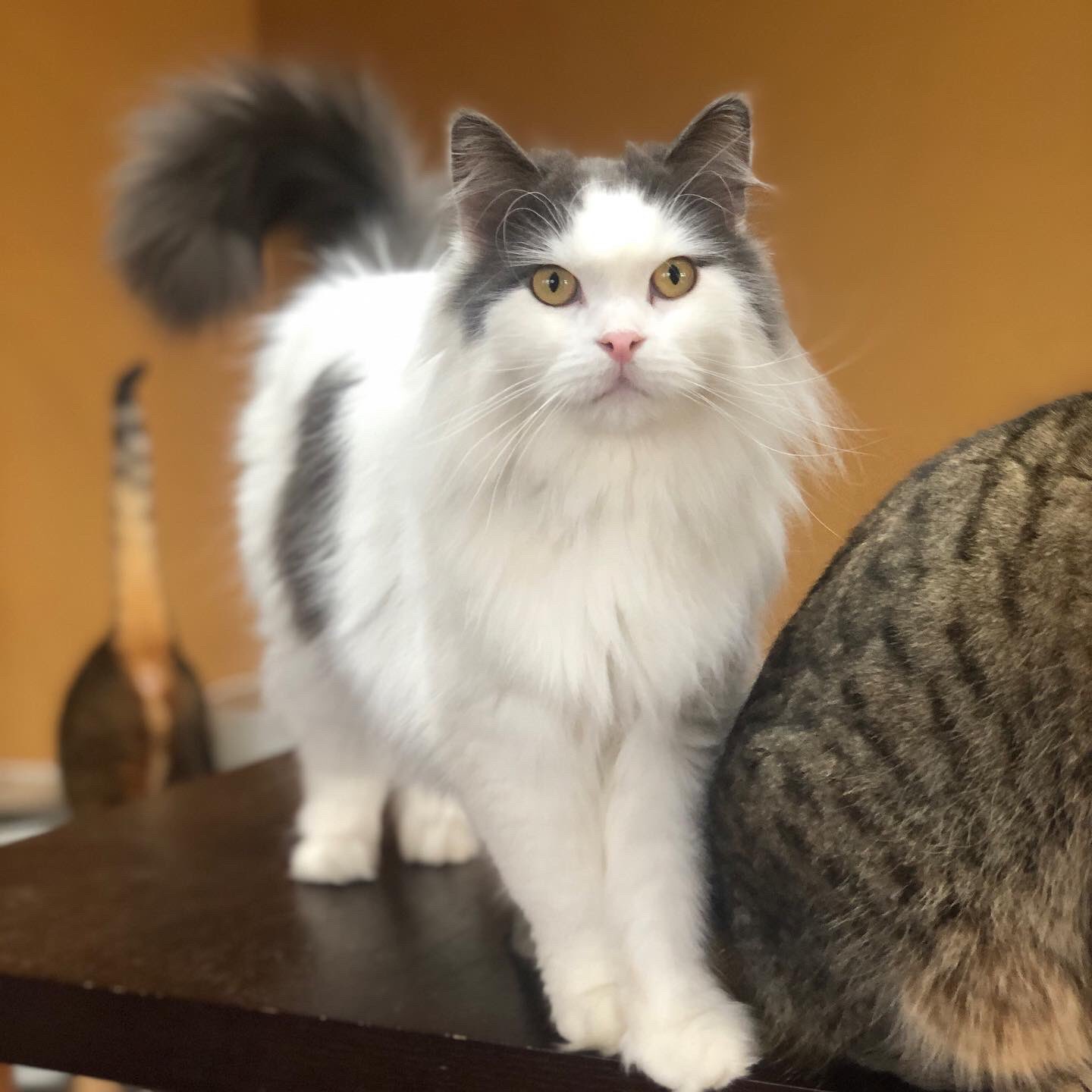 マシュマロパンダ アニマルカフェ ショップ 定休日は猫様 独占できるので 幸せです マシュマロパンダ アニマルカフェ 猫カフェ 群馬 前橋 T Co Bgeis1z57v Twitter マシュマロパンダ アニマルカフェ ショップ 定休日は猫様 独占できるので 幸せです マシュマロパンダ アニマルカフェ 猫カフェ 群馬 前橋 T Co Bgeis1z57v Twitter